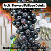 Lipote Fruit (Syzygium Curranii) Seedling Fruit Live Plant (Home & Garden)